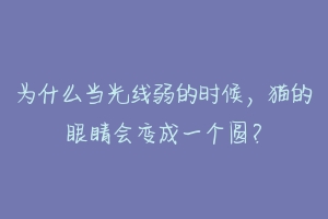为什么当光线弱的时候，猫的眼睛会变成一个圆？-动物百科
