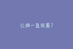 公猫一直转圈?-动物百科