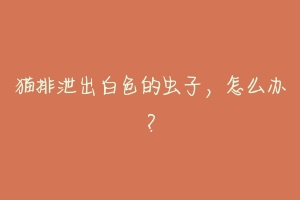 猫排泄出白色的虫子,怎么办?-动物百科