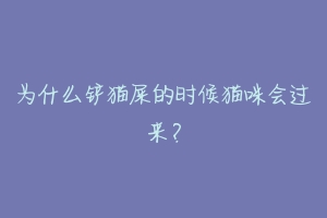 为什么铲猫屎的时候猫咪会过来?-动物百科