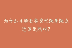 为什么小猫在家突然跳来跳去还发出狗叫?-动物百科