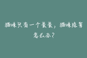 猫咪只有一个蛋蛋,猫咪隐睾怎么办?-动物百科