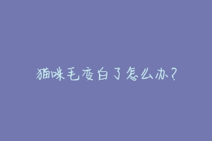 猫咪毛变白了怎么办?-动物百科