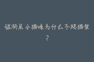 银渐层小猫咪为什么不爬猫架?-动物百科
