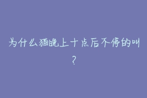 为什么猫晚上十点后不停的叫?-动物百科