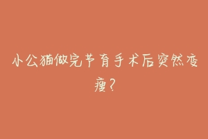 小公猫做完节育手术后突然变瘦?-动物百科