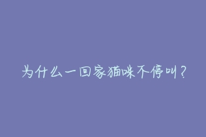 为什么一回家猫咪不停叫?-动物百科