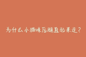 为什么小猫咪后腿直起来走？-动物百科