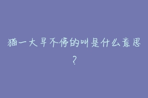 猫一大早不停的叫是什么意思?-动物百科