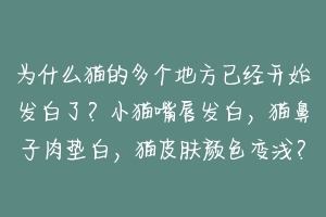 为什么猫的多个地方已经开始发白了?小猫嘴唇发白,猫鼻子肉垫白,猫皮肤颜色变浅?-动物百科