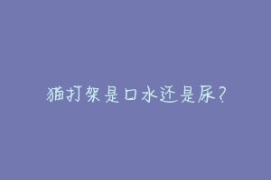 猫打架是口水还是尿？-动物百科