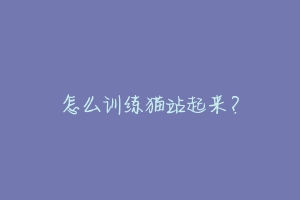 怎么训练猫站起来？-动物百科