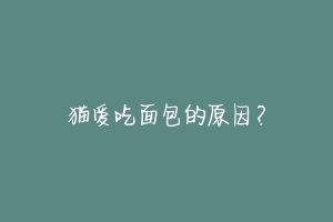 猫爱吃面包的原因？-动物百科