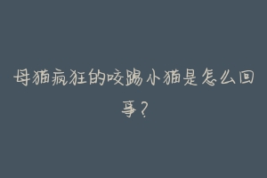 母猫疯狂的咬踢小猫是怎么回事？-动物百科