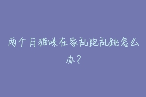 两个月猫咪在家乱跑乱跳怎么办?-动物百科