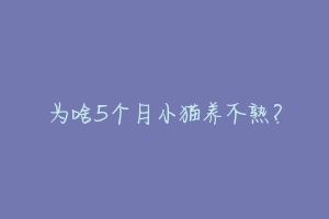 为啥5个月小猫养不熟?-动物百科