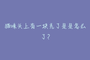 猫咪头上有一块秃了是是怎么了?-动物百科