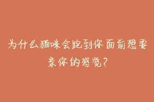 为什么猫咪会跑到你面前想要亲你的感觉?-动物百科