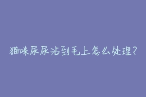 猫咪尿尿沾到毛上怎么处理?-动物百科