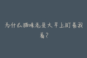 为什么猫咪老是大早上盯着我看?-动物百科