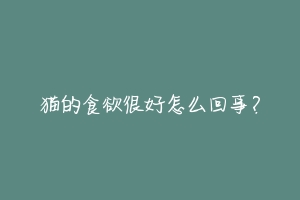 猫的食欲很好怎么回事？-动物百科