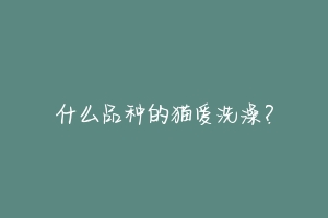 什么品种的猫爱洗澡？-动物百科
