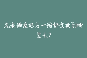 流浪猫换地方一般都会换到哪里去?-动物百科