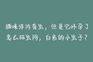 猫咪体内有虫，但是它怀孕了怎么驱虫阿，白色的小虫子？-动物百科