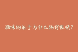猫咪的肚子为什么跳得很快？-动物百科