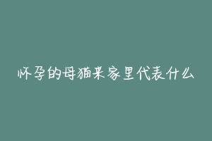 怀孕的母猫来家里代表什么-动物百科