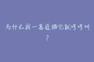 为什么我一靠近猫它就哼哼叫?-动物百科