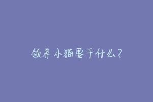 领养小猫要干什么?-动物百科