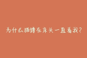 为什么猫蹲在床头一直看我?-动物百科