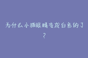 为什么小猫眼睛变成白色的了?-动物百科