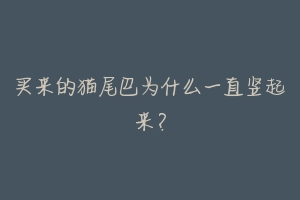 买来的猫尾巴为什么一直竖起来?-动物百科
