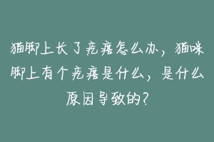 猫脚上长了疙瘩怎么办,猫咪脚上有个疙瘩是什么,是什么原因导致的?-动物百科