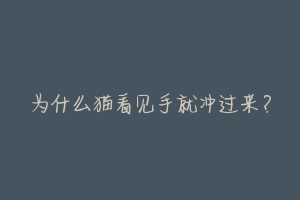 为什么猫看见手就冲过来?-动物百科