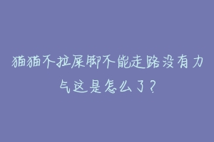 猫猫不拉屎脚不能走路没有力气这是怎么了？-动物百科