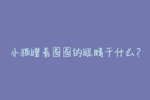 小猫瞪着圆圆的眼睛干什么?-动物百科