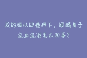 我的猫从四楼摔下,眼睛鼻子流血流泪怎么回事?-动物百科
