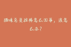 猫咪总是拉稀怎么回事,该怎么办?-动物百科