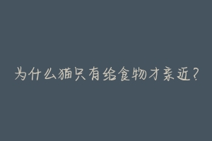 为什么猫只有给食物才亲近?-动物百科