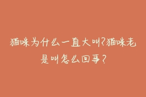 猫咪为什么一直大叫?猫咪老是叫怎么回事?-动物百科