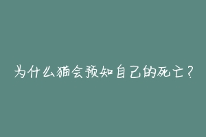 为什么猫会预知自己的死亡?-动物百科