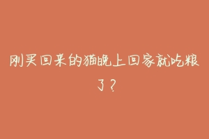 刚买回来的猫晚上回家就吃粮了?-动物百科