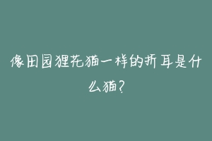 像田园狸花猫一样的折耳是什么猫?-动物百科