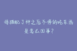 母猫配了种之后不停的吃东西是怎么回事?-动物百科