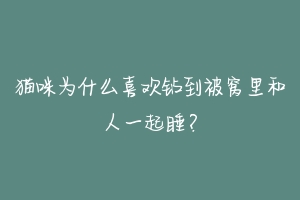 猫咪为什么喜欢钻到被窝里和人一起睡?-动物百科