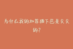 为什么我的加菲猫下巴是尖尖的?-动物百科