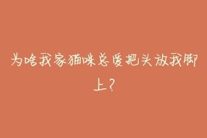 为啥我家猫咪总爱把头放我脚上?-动物百科